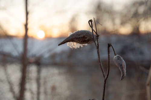 a milkweed seed pod in the foreground. the sunset over horner park is out of focus and beautiful in the background
