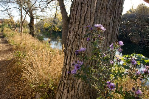 New England Aster flower in front of a tree by the riverbank