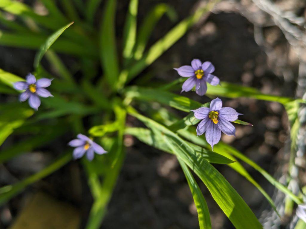 image of green leaves and small violet flowers with yellow center, an illinois native: blue-eyed grass